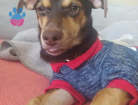 Jack Russel 1 Yaşında