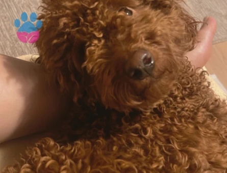 Toy poddle Köpeğim Eş Arıyor