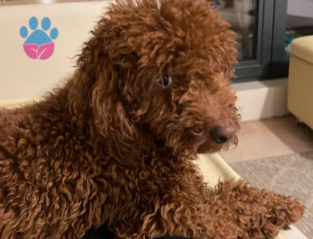 Toy poddle Köpeğim Eş Arıyor