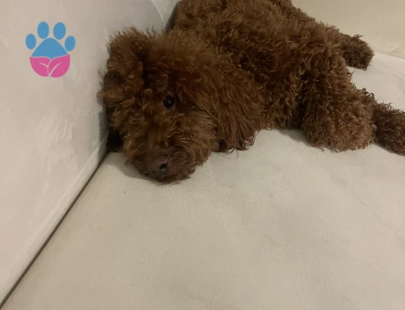 Toy poddle Köpeğim Eş Arıyor