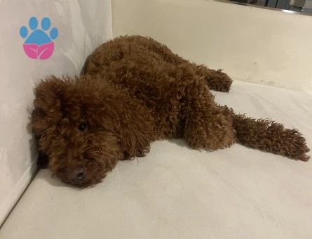 Toy poddle Köpeğim Eş Arıyor