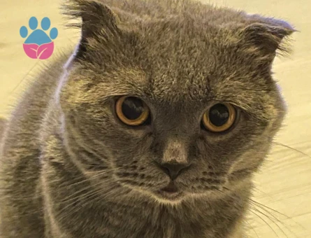 Scottish Fold Kedim Eş Arıyor