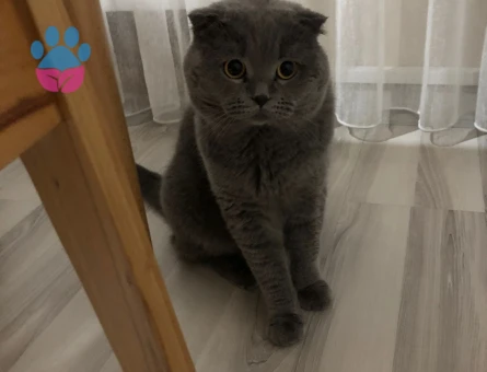 Scottish Fold Kedim Eş Arıyor