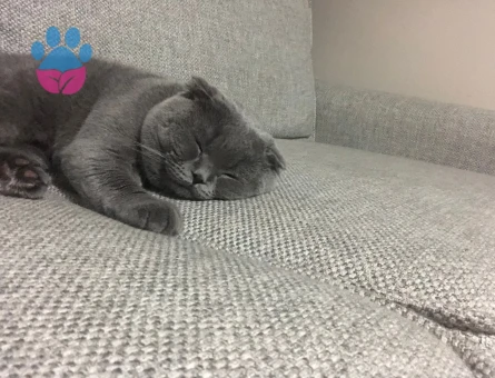 Scottish Fold Kedim Eş Arıyor