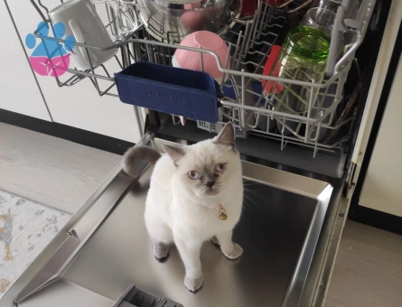 Kızıma eş arıyoruz