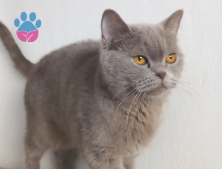 Safkan British kedimize eş arıyoruz