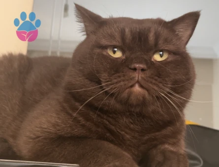 Erkek kedi çiftleştirme