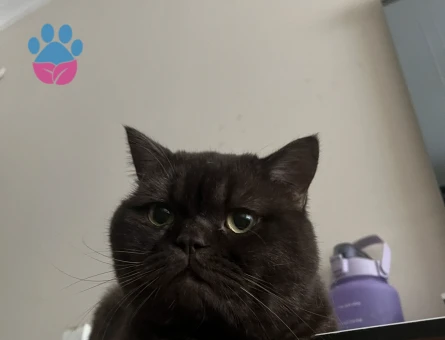 Erkek kedi çiftleştirme