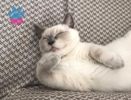 British Shorthair Blue Point Oğluma Eş Arıyorum