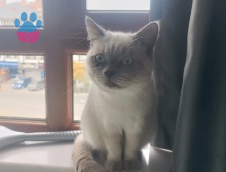 British Shorthair Blue Point Oğluma Eş Arıyorum