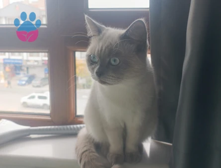 British Shorthair Blue Point Oğluma Eş Arıyorum