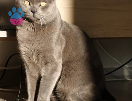 1 yaşında British Shorthair