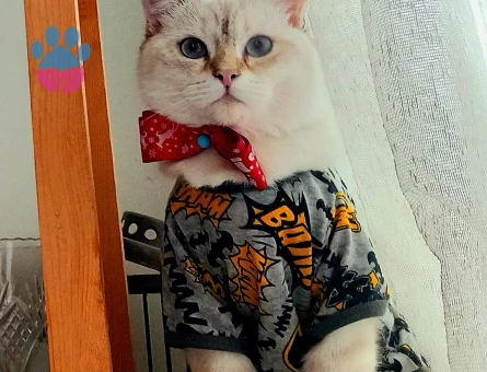 Oğlumuza eş adayı arıyoruz İzmir Karşıyaka Çevresi