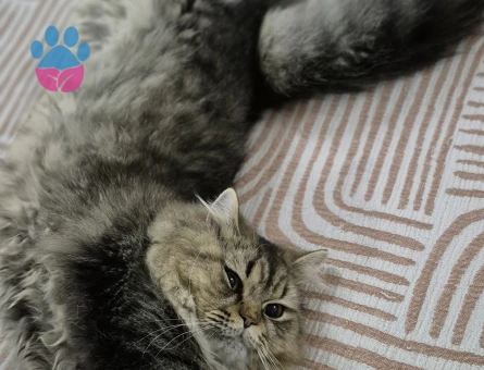 British Shorthair Oğlumuza Eş