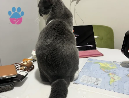 Erkek kedim için eş arıyorum