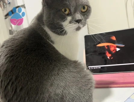 Erkek kedim için eş arıyorum