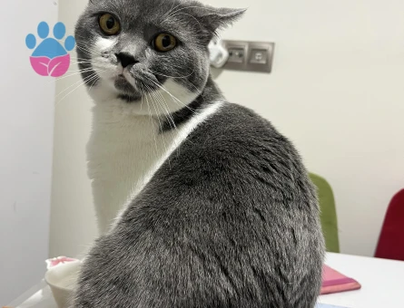 Erkek kedim için eş arıyorum