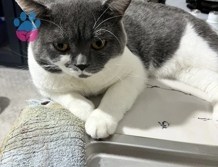 Erkek kedim için eş arıyorum