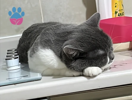 Erkek kedim için eş arıyorum