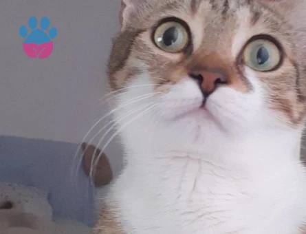 KADER YENİ KADERİNİ ARIYOR KEDİ DİŞİ