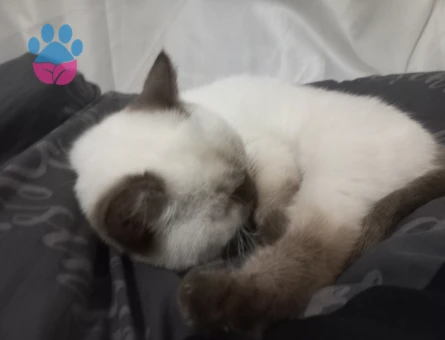 Siyam Dişi Kedime Eş Arıyorum