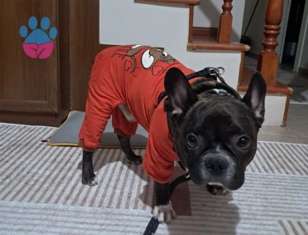 French Bulldog 6 Yaşında Oğluma Eş Arıyorum
