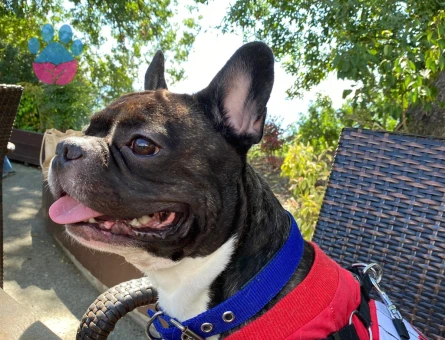 French Bulldog 6 Yaşında Oğluma Eş Arıyorum