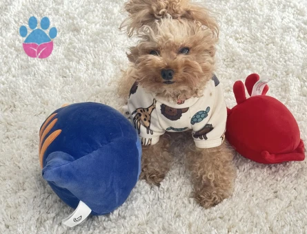 Toy podel 0numara korea dışı