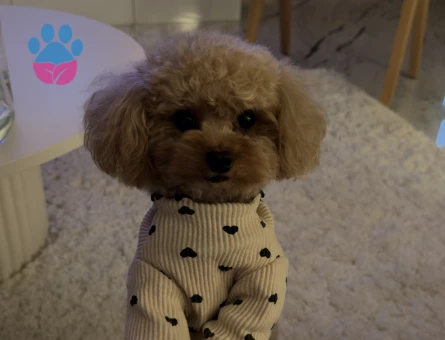 Toy podel 0numara korea dışı