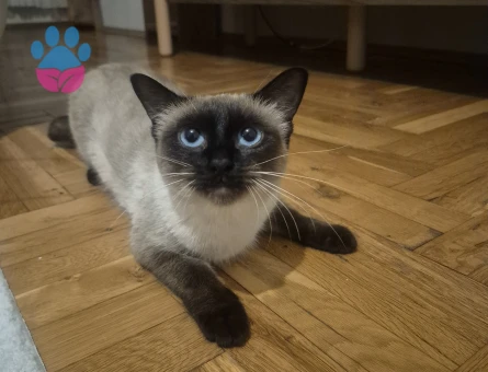 Siyam kırık kuyruk dişi kedime eş arıyorum