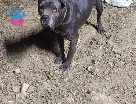 Cane Corsa dişi 2 yaşında güzel bir erkek arıyoruz çiftleştirme için