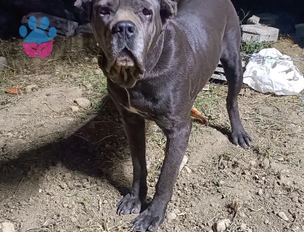 Cane Corsa dişi 2 yaşında güzel bir erkek arıyoruz çiftleştirme için