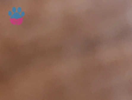 Brtish Shorthair Kızıma eş ariyorum