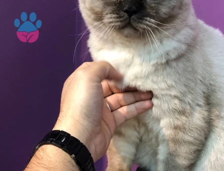 British Bluepoint Tecrübeli Kedime Eş Arıyorum