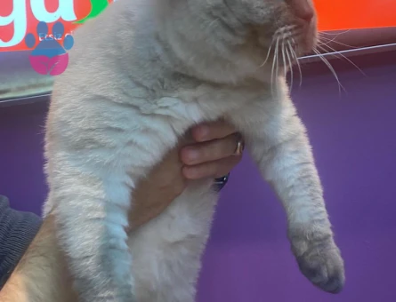 British Bluepoint Tecrübeli Kedime Eş Arıyorum