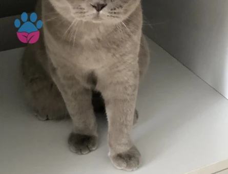 Scottish fold Erkek Kedime Eş Arıyorum