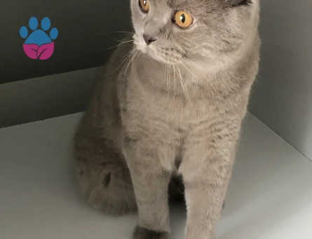 Scottish fold Erkek Kedime Eş Arıyorum