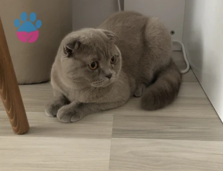 Scottish fold Erkek Kedime Eş Arıyorum