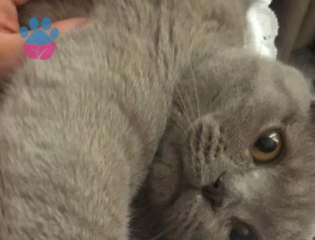 Scottish fold Erkek Kedime Eş Arıyorum