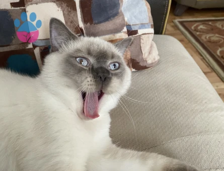 British Oğlumuza Kız Arıyoruz