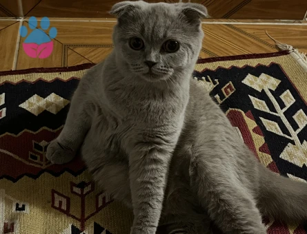 Sccotish fold kedimize eş arıyoruz