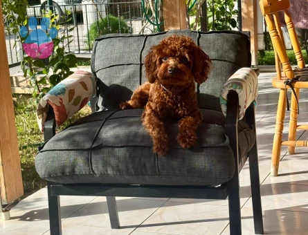 OĞLUMUZA EŞ ARIYORUZ