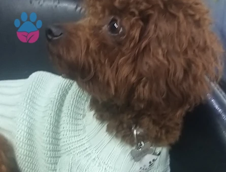 OĞLUMUZA EŞ ARIYORUZ