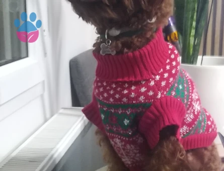 OĞLUMUZA EŞ ARIYORUZ