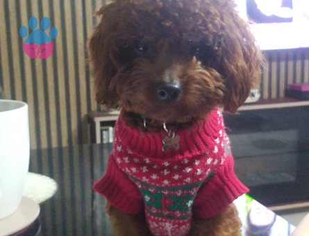 OĞLUMUZA EŞ ARIYORUZ