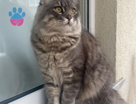 British Tekir kırması çok acil eş aranıyor