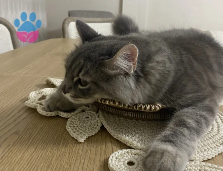 British Tekir kırması çok acil eş aranıyor