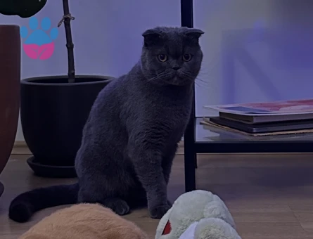 scottish fold kızımıza eş arıyoruz