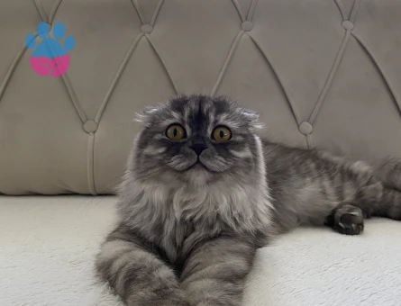 British Shorthair 1 Yaşında Eş arıyorum