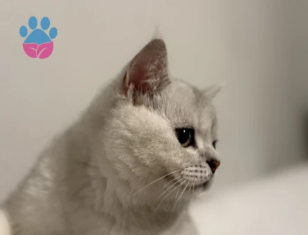 British short hair oğlumuza eş arıyoruz